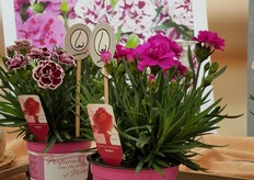 DiaDeur, a scented dianthus of Selecta one. 